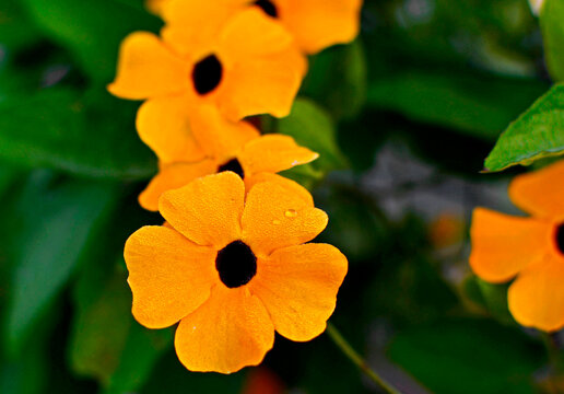 Tunbergia oskrzydlona, Thunbergia alata, odmiana Orange Beauty, czarnooka Zuzanna, black-eyed Susan vine, Thumbergia with orange flowers on branches on summer. Climber plant