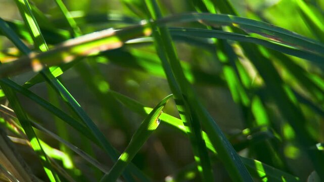 Green grass in sunlight UK garden MACRO PRORES