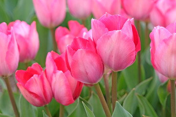 Fototapeta premium Pink tulipa, tulip ‘pink sound’ in flower.