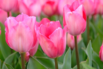 Fototapeta premium Pink tulipa, tulip ‘pink sound’ in flower.