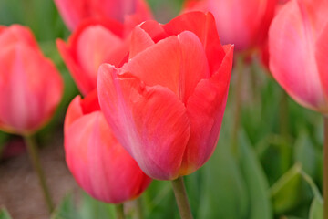 Red tulipa, tulip ‘Orange van Eijk’ in flower. © Alexandra