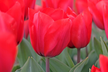 Fototapeta premium Red tulipa, tulip ‘red solider’ in flower.