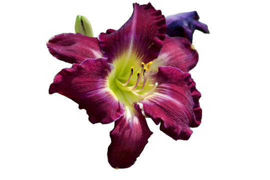 purple lily isolated on transparent background 