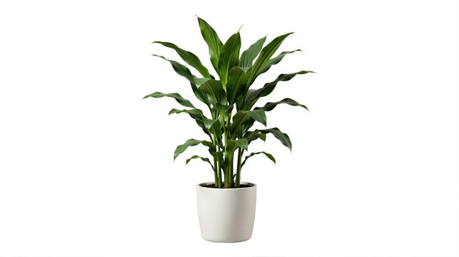 Potted Dracaena fragrans (corn plant) in transparent background