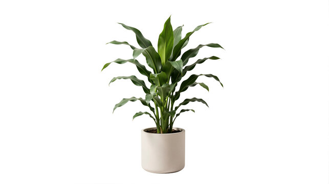 Potted Dracaena fragrans (corn plant) in transparent background