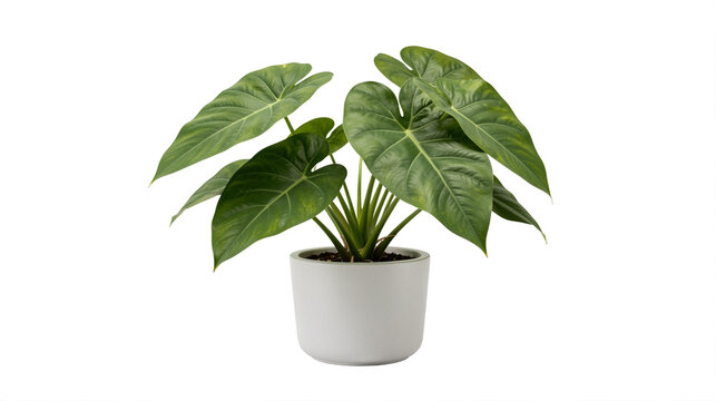 Potted Philodendron hederaceum (Heartleaf Philodendron) in transparent background