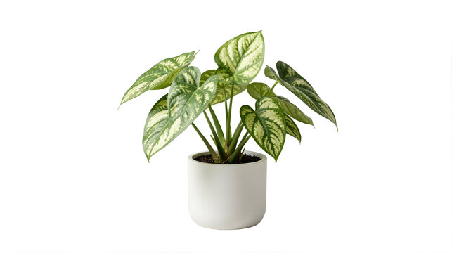 Potted Philodendron Birkin in transparent background