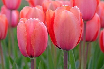 Fototapeta premium Salmon pink tulipa, tulip ‘apricot impression’ in flower.