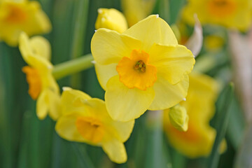Obraz premium Yellow and orange Narcissus ‘golden dawn’ daffodil in flower.