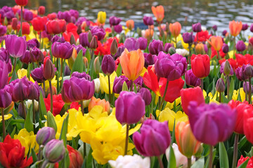 Obraz premium Orange tulipa, tulip ‘Orange Emperor’ , and purple tulip ‘negrita double’ in flower.