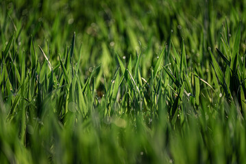 Obraz premium Green grass close-up with morning light and shallow depth of field