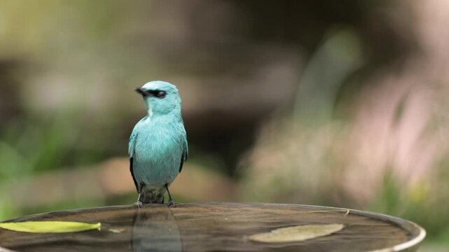 A Verditer Flycatcher drinking water from a bird bath