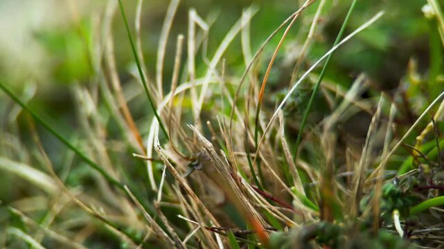 Coastal green grass in sunlight UK MACRO PRORES