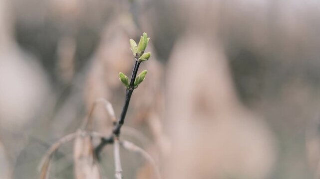 Close-up of thin tree branches showing dry seed pods from winter alongside fresh green buds emerging in early spring. The images feature a moody, blurred background with heavy vintage film grain