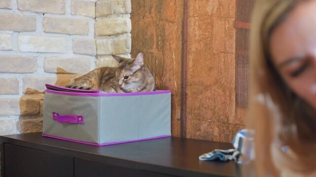 Mom and son watching cat resting in fabric box on dresser against brick wall candid home interior moment, keys and striped cloth nearby warm light, playful curiosity, gentle family connection