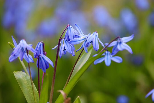 Scilla Siberica in the spring forest. First flowers blooming in april