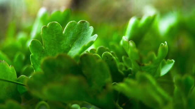 Coastal plant green leaves UK MACRO PRORES