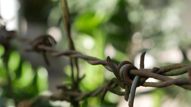 Barbed wire runs along a fence forming a protective boundary line with sharp metal points positioned against a background of green plants and leaves. Forbidden access.