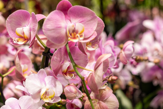 Close-up of beautiful pink Phalaenopsis orchid flowers in full bloom.