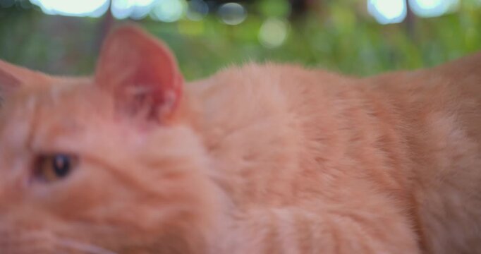 A fluffy orange cat stretches out on a gravel path
