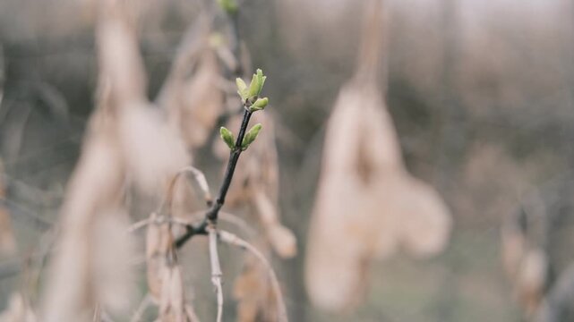 Close-up of thin tree branches showing dry seed pods from winter alongside fresh green buds emerging in early spring. The images feature a moody, blurred background with heavy vintage film grain