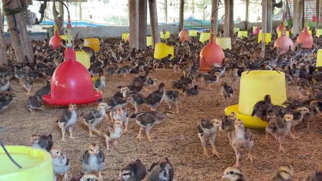 A large group of chickens moves across the floor of a poultry facility, spreading around feeding equipment and farm structures. Industrial farming.