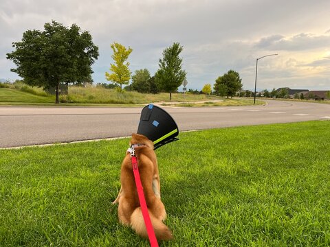 Shiba Inu dog wearing a protective recovery cone and red leash sitting on green grass near a suburban street under a cloudy sky.