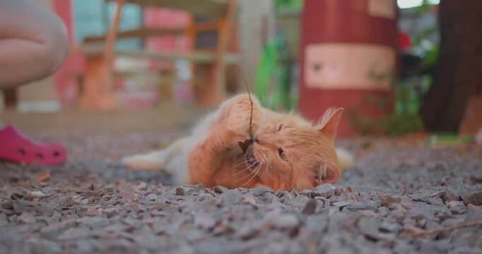 A cute ginger cat lying on the gravel, happily stretching its paws