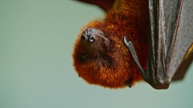 Flying fox closeup. Hanging upside down from a tree branch, daylight. Mauritius