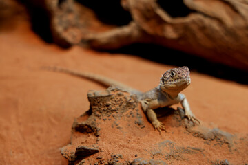 The Central Netted Dragon is nature animal in australia © pumppump