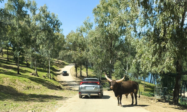 Bull bison in standoff with vehicle.