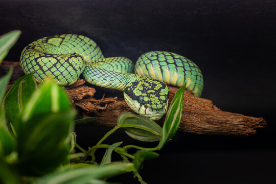 Trimeresurus trigonocephalus - Sri Lankan Green Pit Viper