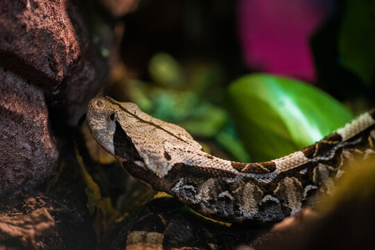 Bitis gabonica rhinoceros - West African Gaboon Viper, V&iacute;bora-do-Gab&atilde;o-da-&Aacute;frica-Ocidental