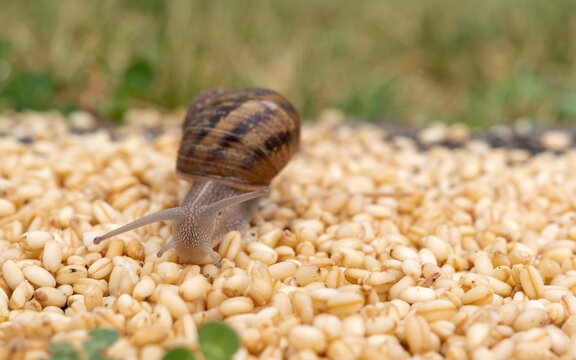 Front view of a snail trying to find its way on grains of wheat.