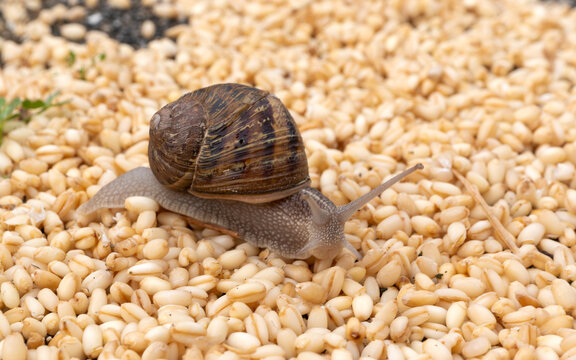 A side view of a snail trying to find its way on grains of wheat.