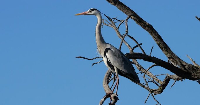 Grey heron, Ardea cinerea, perched on it s dormitory tree, the Camargue, Southern France