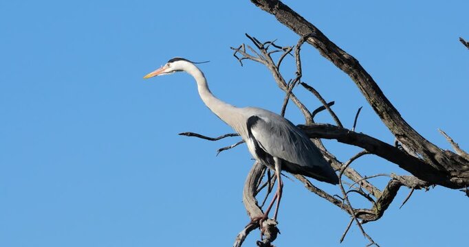 Grey heron, Ardea cinerea, perched on it s dormitory tree, the Camargue, Southern France