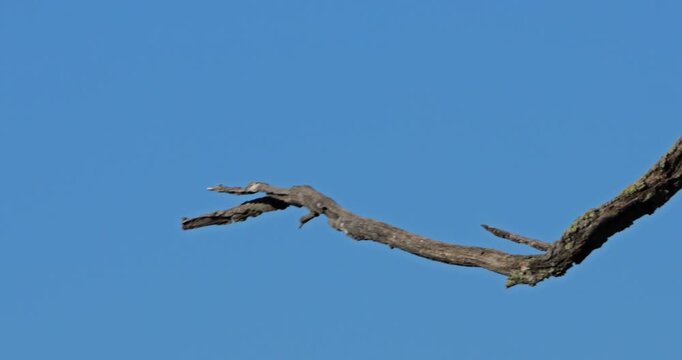 western cattle egrets (bubulcus ibis) perched against the blue sky, the Camargue, Southern France
