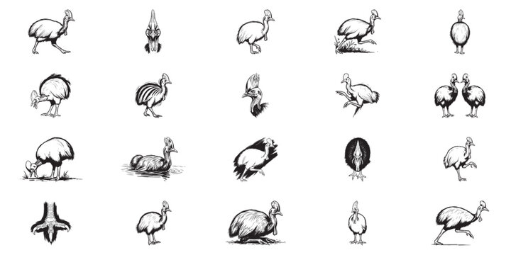 Set of cassowary bird illustrations in various actions and poses.