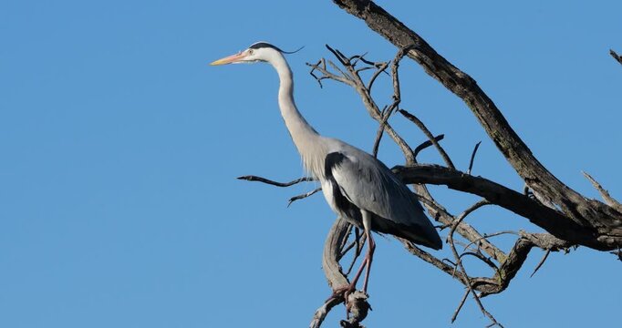 Grey heron, Ardea cinerea, perched on it s dormitory tree, the Camargue, Southern France