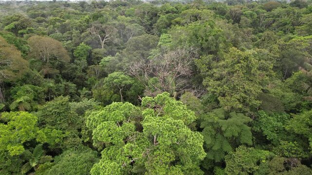 Flying low over the rainforest canopy, montane rainforest at 1000m elevation in Orellana province, Ecuador