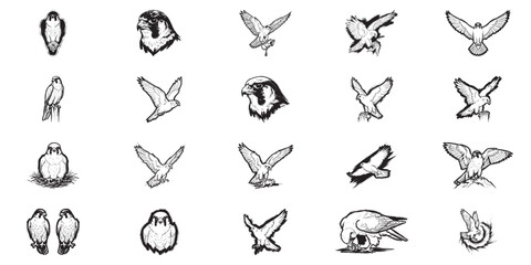Fototapeta premium Set of peregrine falcons in various action poses, black and white hand drawn vector illustration of birds of prey.