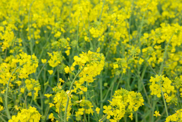 Obraz premium Field of Bright Yellow Rapeseed Flowers in Focus The Concept of Spring Season