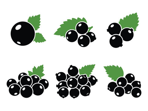 Blackcurrant berry fruit with green leaves icon set, isolated vector design.