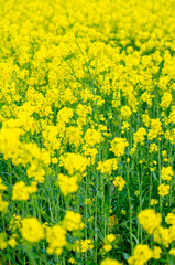 Obraz premium Yellow rapeseed flowers blooming in the field The Concept of Agriculture