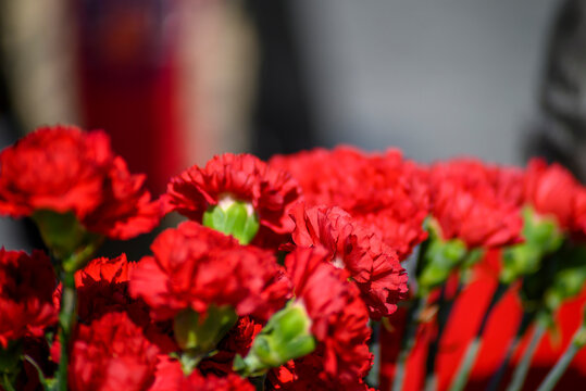 Lisbon Carnation Revolution flowers in bright sunlight The Concept of Liberty