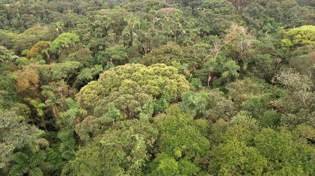 Flying low over the rainforest canopy, montane rainforest at 1000m elevation in Orellana province, Ecuador