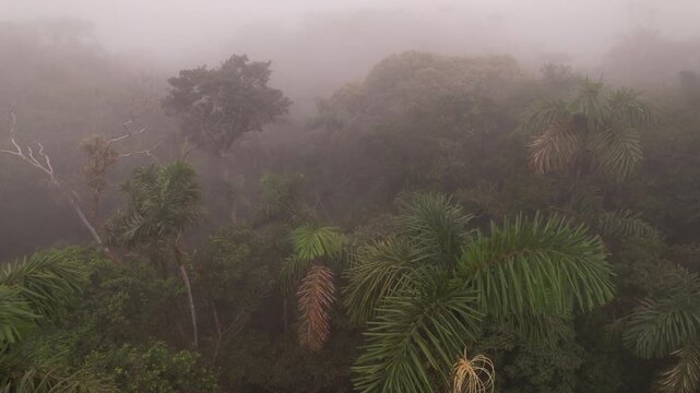 Flying over the rainforest canopy at dawn with thick mist. In montane rainforest at 1000m elevation, Orellana province, Ecuador. Many palms, Iriartea deltoidea, are present