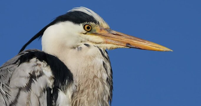 Grey heron, Ardea cinerea. portrait against a blue sky, the Camargue, Southern France