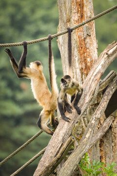 A spider monkey climbing on wooden structures and ropes, showing its agility and long tail. The moment captures natural animal behavior in an outdoor environment.	